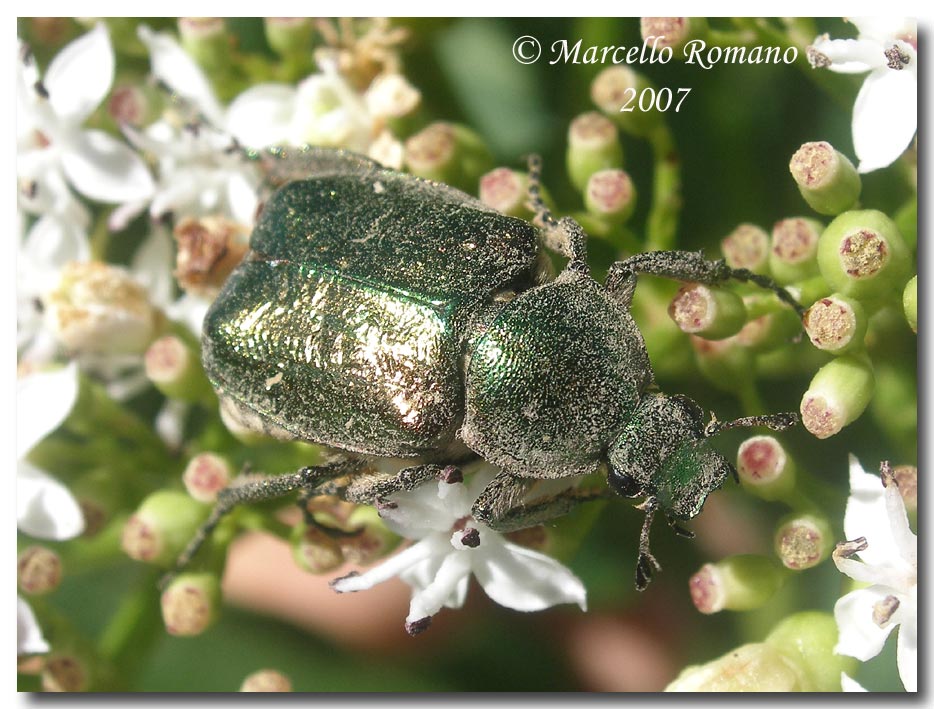 A spasso sulle Alpi Marittime: 6.Gnorimus nobilis (L., 1758)